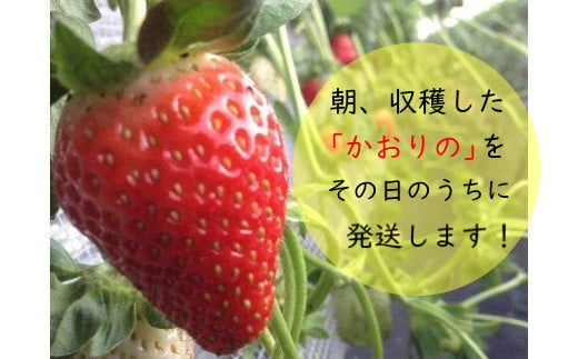 【ふるさと納税】M-42 太良町産「かおりの」化粧箱1箱　生産者直送！朝採り苺！ 太良町 かおりの 国産 佐賀県産 太良町産 いちご 苺 イチゴ 1箱 約450g 朝採り 化粧箱入り 果肉がジューシー 糖度高め 葉隠工房 レトロカフェ サムネイル3