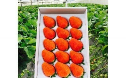 M-42 太良町産「かおりの」化粧箱1箱　生産者直送！朝採り苺！ 太良町 かおりの 国産 佐賀県産 太良町産 いちご 苺 イチゴ 1箱 約450g 朝採り 化粧箱入り 果肉がジューシー 糖度高め 葉隠工房 レトロカフェ