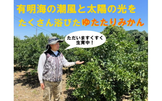 【ふるさと納税】峰農園のゆたたりみかん【石地みかん】10kg フルーツ 果物 くだもの 柑橘 みかん 佐賀県 太良町 NB14 サムネイル2