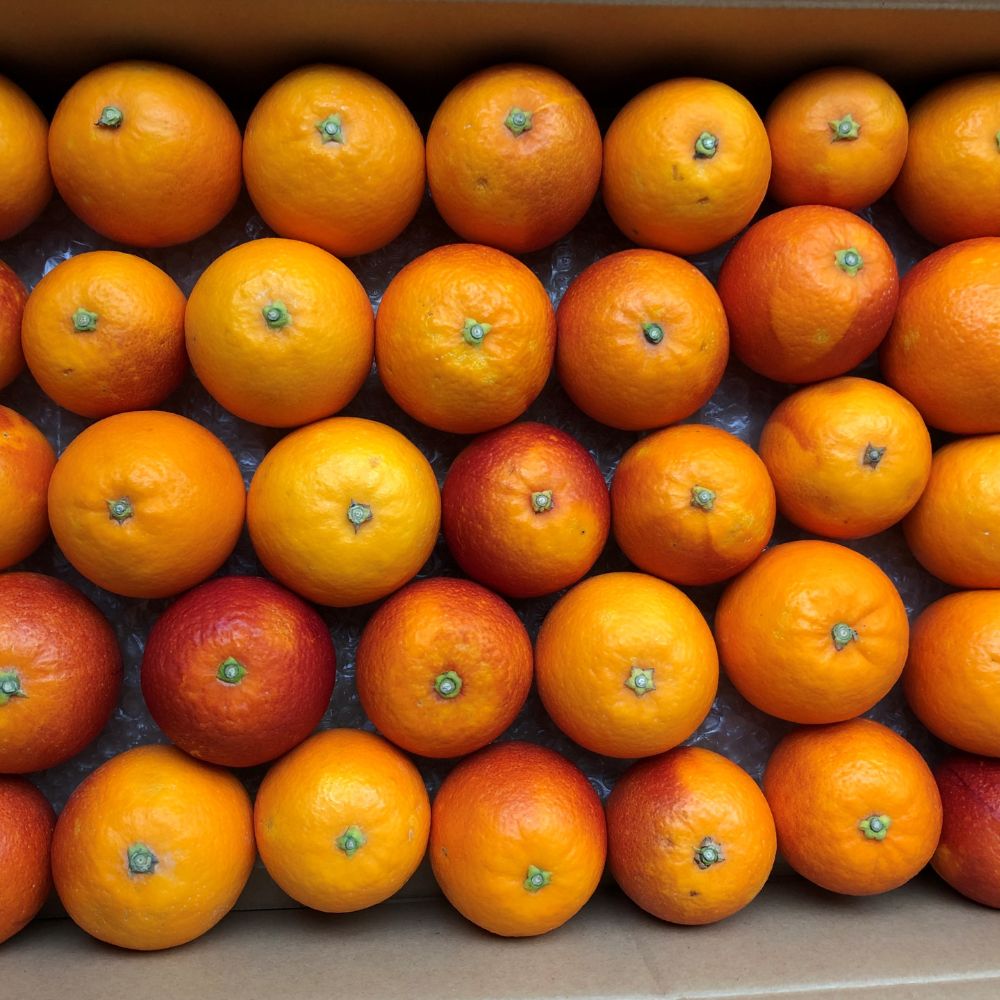 【ふるさと納税】田島柑橘園&加工所のブラッドオレンジ(モロ)5kg　ミカン みかん ブラッドオレンジ モロ 果物 くだもの フルーツ 果実 柑橘 ブラッド オレンジ 蜜柑 佐賀県 太良町 O183 サムネイル2