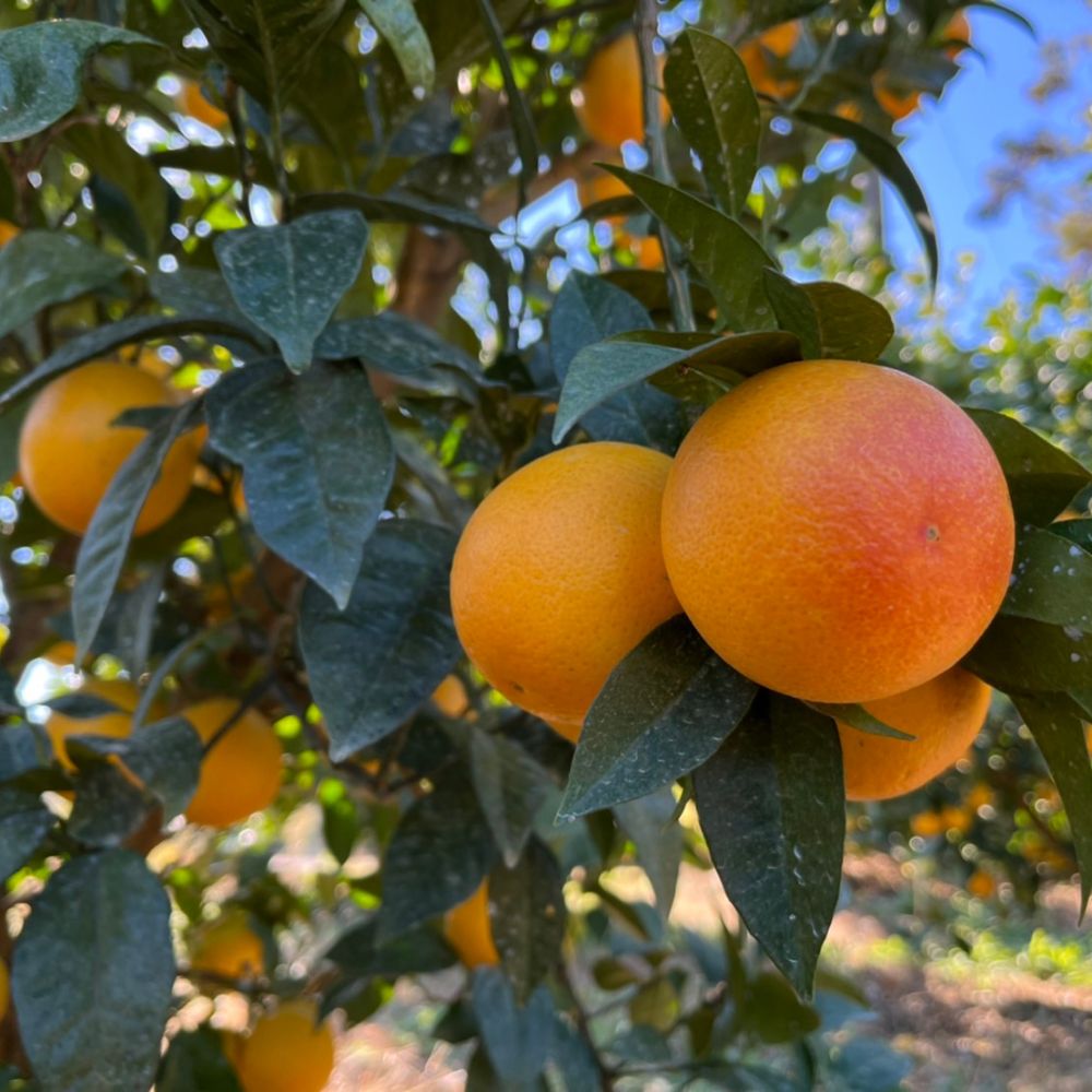 【ふるさと納税】田島柑橘園&加工所のブラッドオレンジ(モロ)5kg　ミカン みかん ブラッドオレンジ モロ 果物 くだもの フルーツ 果実 柑橘 ブラッド オレンジ 蜜柑 佐賀県 太良町 O183 サムネイル3