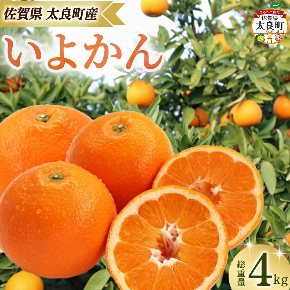 田島柑橘園&加工所のいよかん4kg　みかん 柑橘 蜜柑 いよかん 伊予柑 完熟 果物 くだもの 果実 かんきつ フルーツ ジューシー 果肉 ビタミン 佐賀県 太良町 NB63