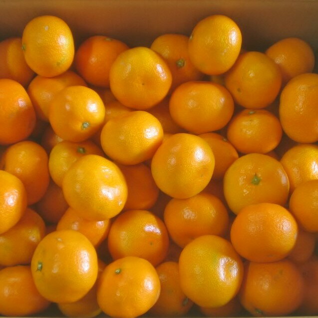 【ふるさと納税】L-102　早津みかん園の完熟プチみかん3kg　みかん ミカン 蜜柑 温州みかん 完熟みかん 甘熟 柑橘 有機栽培 国産 佐賀県産 太良町 こだわり 贈答品 産地直送 詰め合わせ 極甘 小玉 サムネイル2