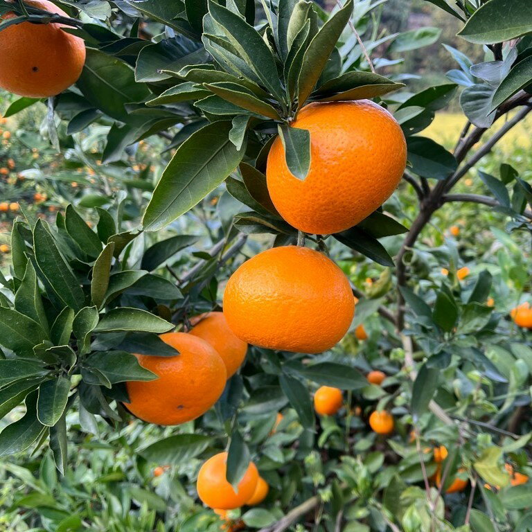 【ふるさと納税】峰農園のゆたたりみかん 5kg 温州 みかん ミカン 蜜柑 温州蜜柑 温州ミカン フルーツ くだもの 果物 佐賀県 太良町 N253 サムネイル3