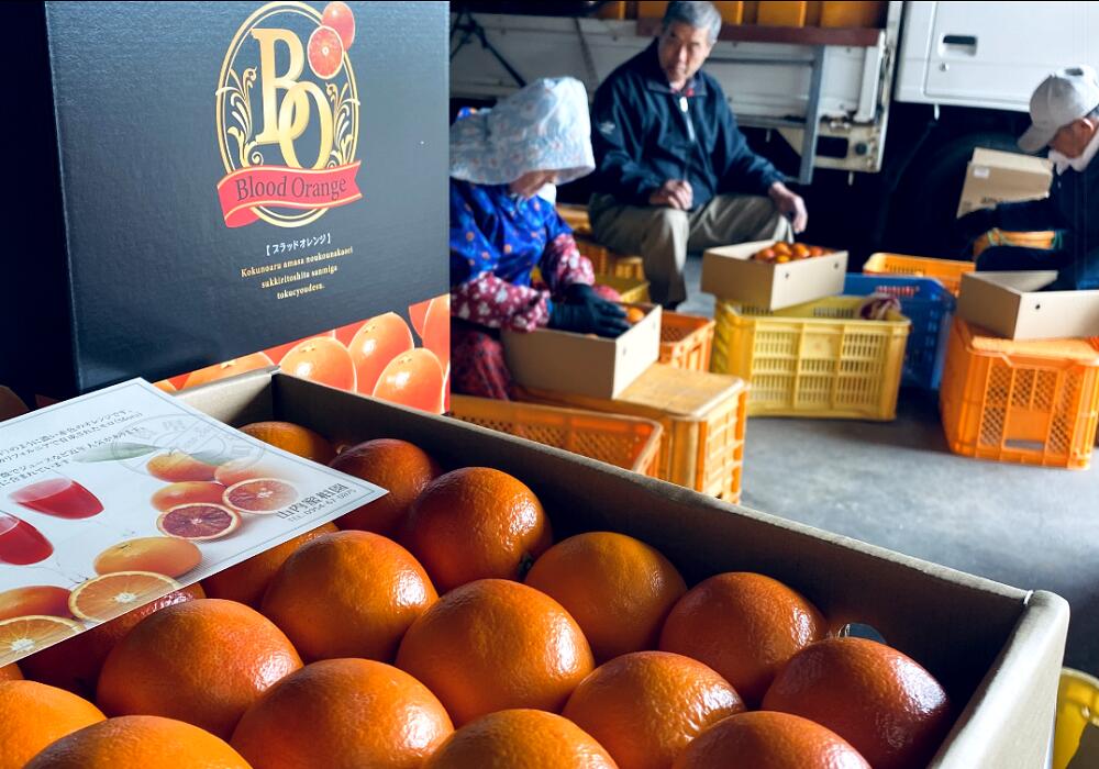 【ふるさと納税】N-119 山内農園のブラッドオレンジ　5kg　みかん ミカン 蜜柑 柑橘 たらみかん 太良みかん ブラッドオレンジ オレンジ 温州みかん 国産 佐賀県産 太良町 こだわり 産地直送 贈答品 詰め合わせ 期間限定 甘熟 極甘 サムネイル3