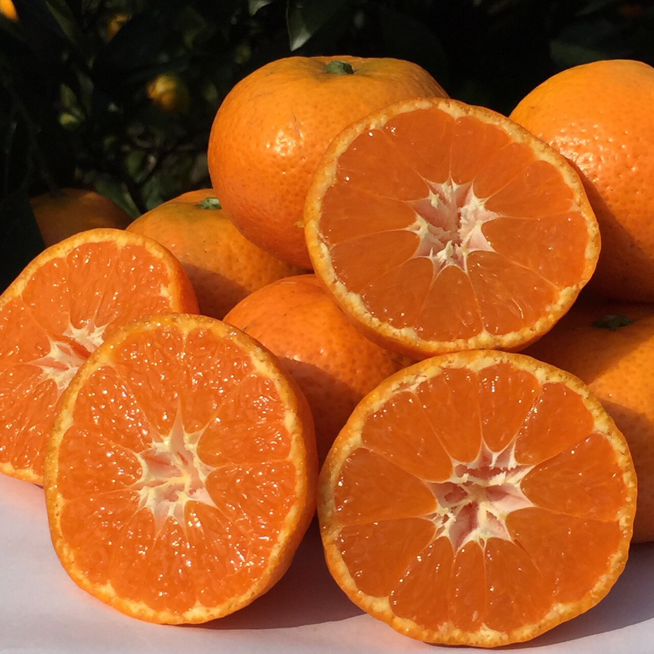 L-68 山本農園の紅みかん 3kg