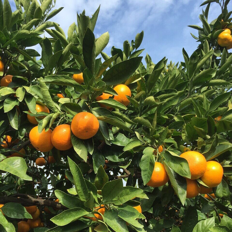 【ふるさと納税】L-68 山本農園の紅みかん 3kg サムネイル2