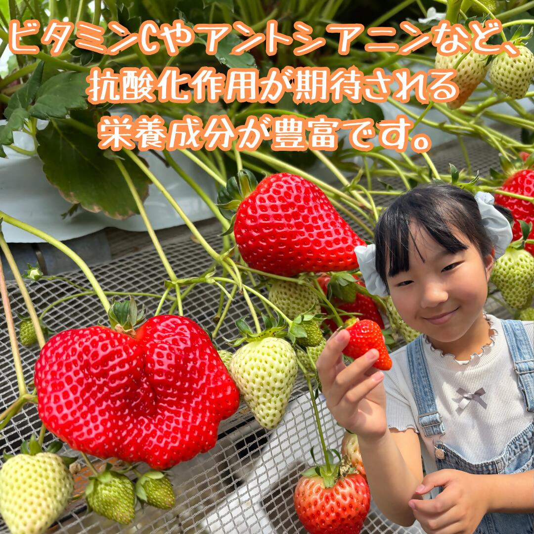 【ふるさと納税】LB21 訳あり！太良町産「ゆめのか」冷凍いちご500g×1袋 佐賀県 太良町 サムネイル2