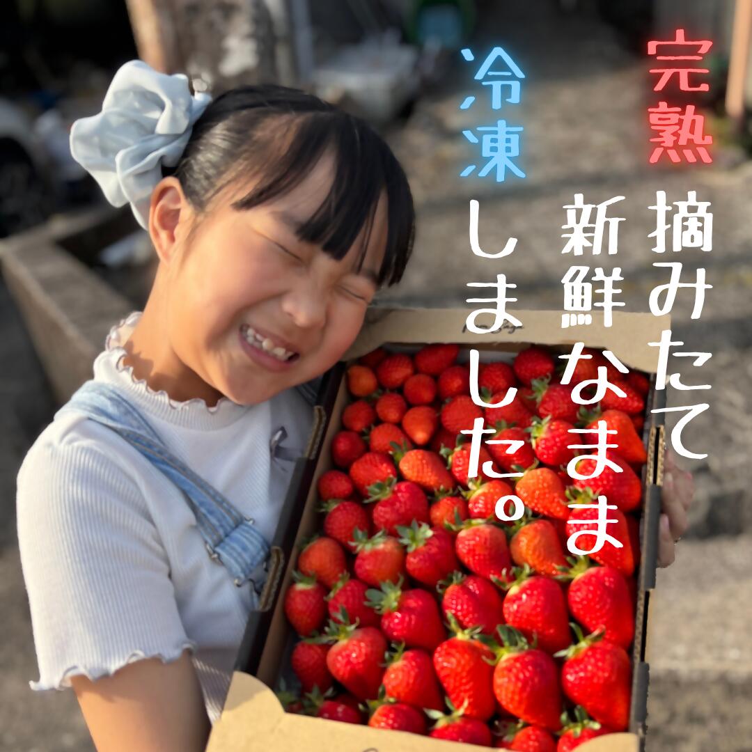 【ふるさと納税】LB21 訳あり！太良町産「ゆめのか」冷凍いちご500g×1袋 佐賀県 太良町 サムネイル3
