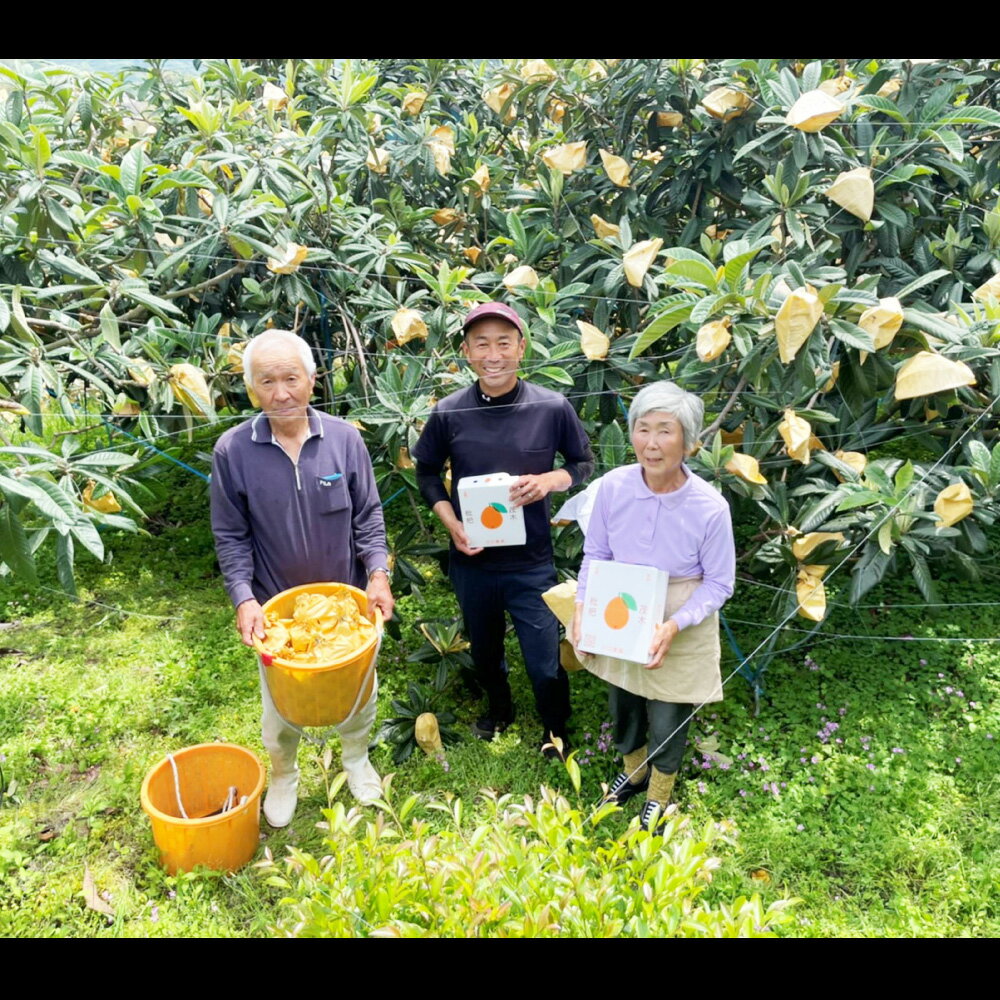 【ふるさと納税】先行予約 茂木 びわ『なつたより』 3Lサイズ 15玉入り | フルーツ 果物 くだもの 枇杷 送料無料【2026年5月下旬～6月上旬迄発送予定】 サムネイル2