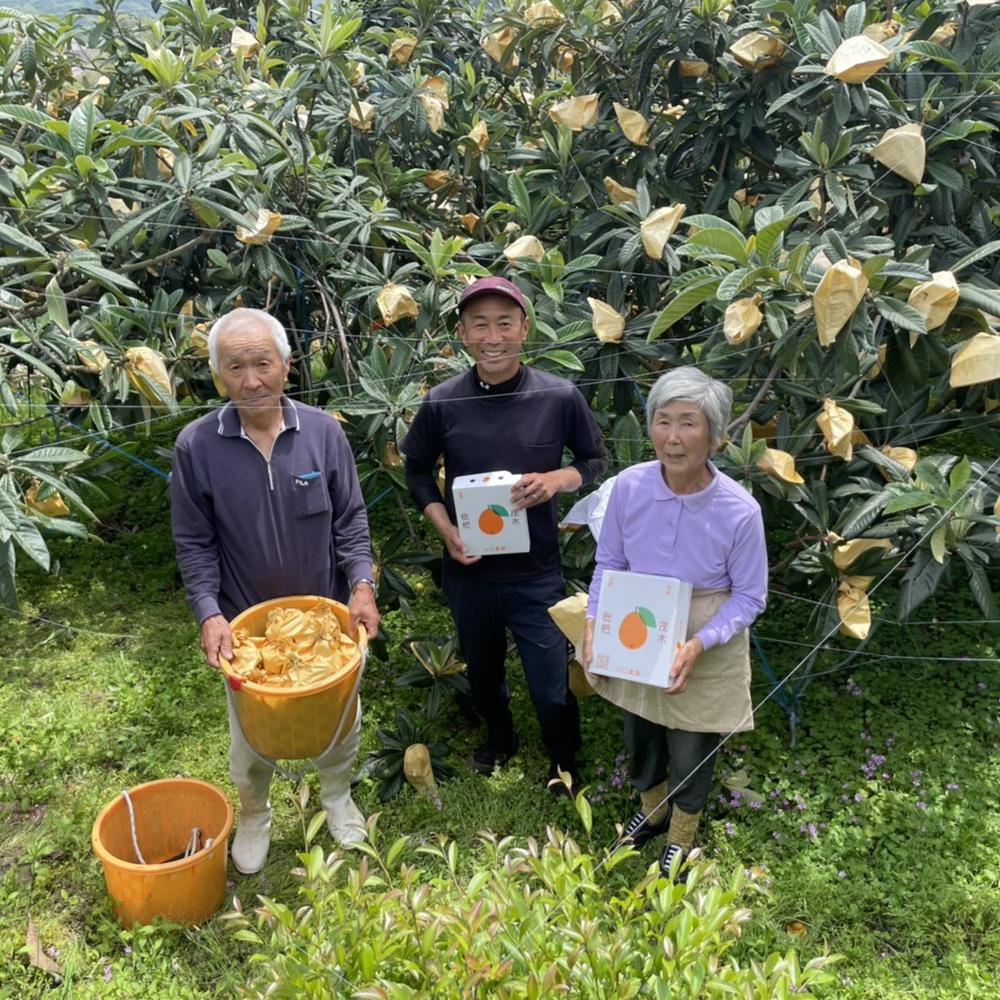 【ふるさと納税】【期間限定！～12月31日まで寄附額改定中】先行受付 茂木 びわ『なつたより』2Lサイズ 15玉入り | 15000円 1万5000円 1キロ箱 1kg 枇杷 ビワ 果物 果実 フルーツ 長崎県産 国産 九州 長崎県 長崎市 送料無料【2026年5月下旬～6月上旬迄発送予定】 サムネイル3