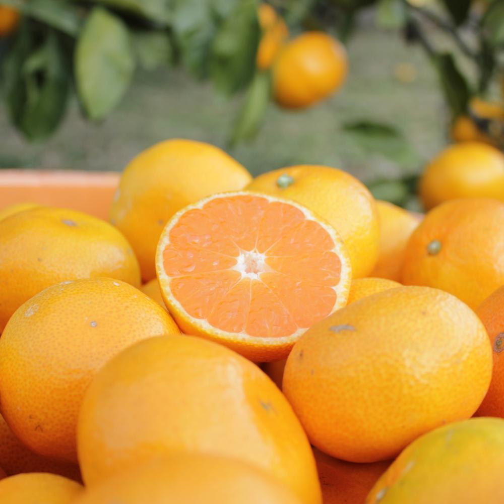 長崎県産 温州みかん 3kg 個数 サイズ おまかせ | フルーツ 果物 くだもの みかん 蜜柑 柑橘 かんきつ 旬 国産 アフター保証 送料無料【2025年10月上旬～2026年1月下旬迄発送予定】