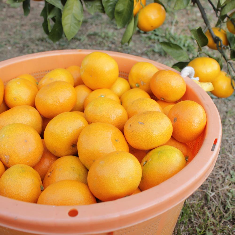 【ふるさと納税】長崎県産 温州みかん 3kg 個数 サイズ おまかせ | フルーツ 果物 くだもの みかん 蜜柑 柑橘 かんきつ 旬 国産 アフター保証 送料無料【2025年10月上旬～2026年1月下旬迄発送予定】 サムネイル2