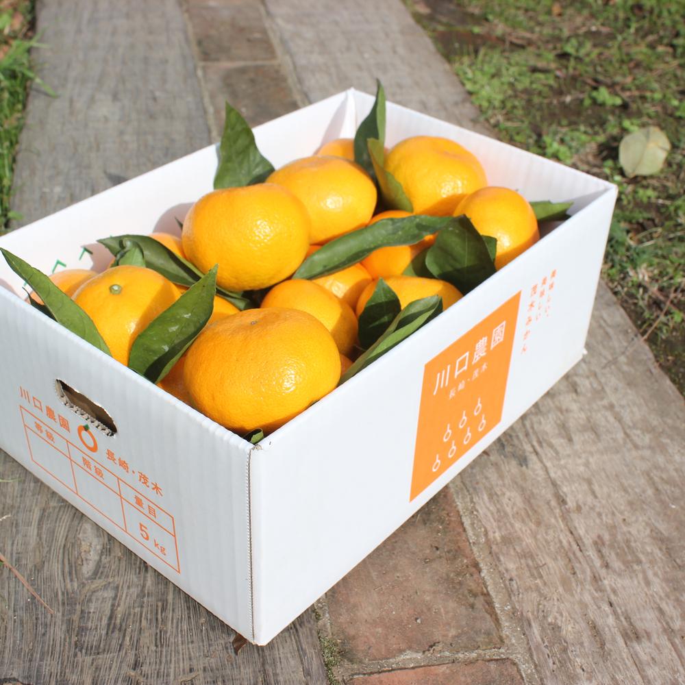 【ふるさと納税】長崎県産 温州みかん 3kg 個数 サイズ おまかせ | フルーツ 果物 くだもの みかん 蜜柑 柑橘 かんきつ 旬 国産 アフター保証 送料無料【2025年10月上旬～2026年1月下旬迄発送予定】 サムネイル3