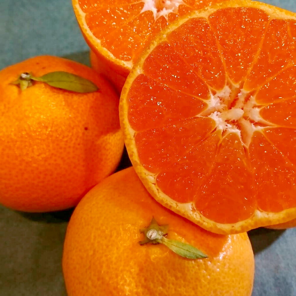 長崎県産 晩生温州みかん 3S~Sサイズ 5kg 小みかん ミカン 蜜柑 青島 大津 フルーツ くだもの 果物 果実 柑橘類 青果 国産 九州 長崎県 長崎市 送料無料 【2026年1月上旬～2月下旬迄発送予定】