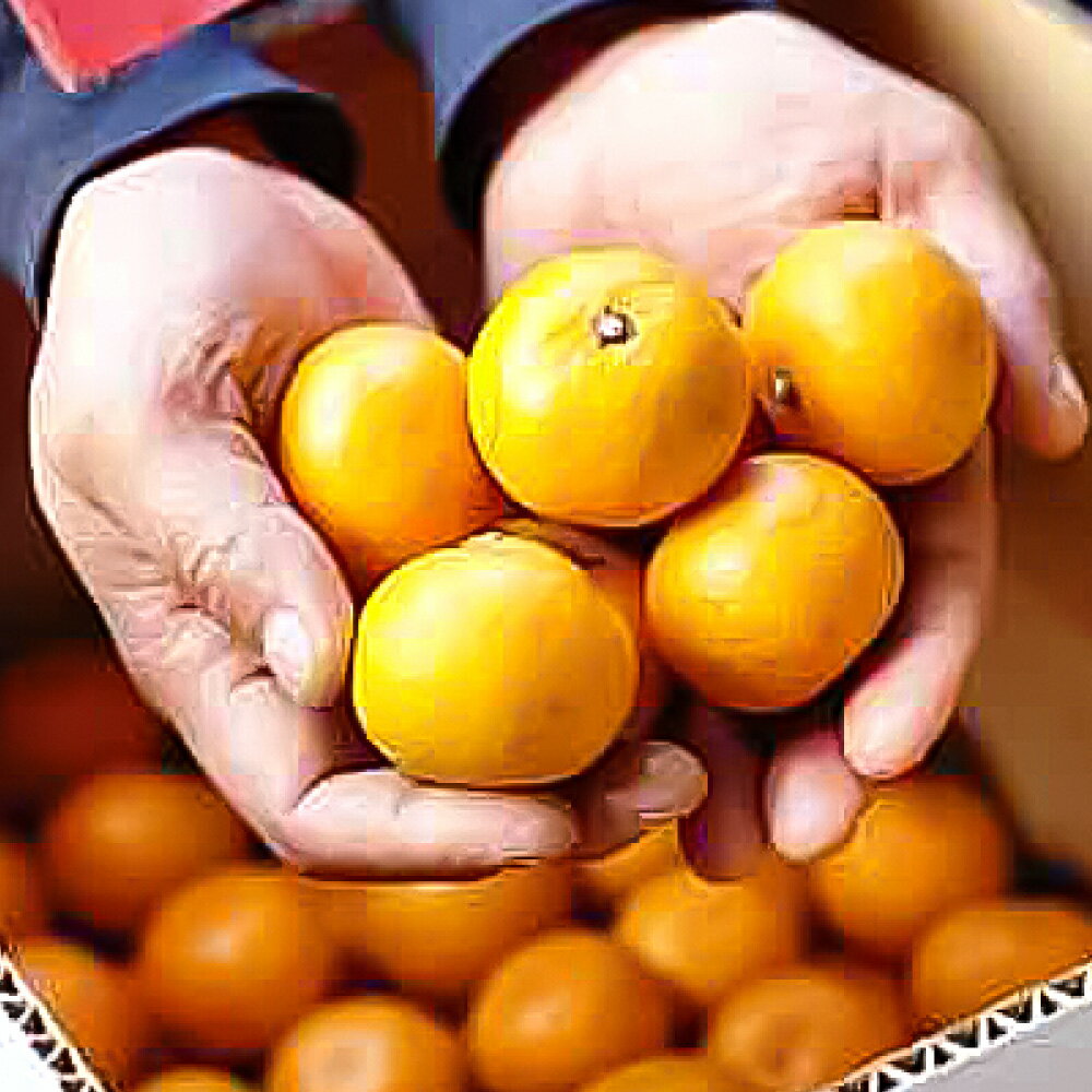 【ふるさと納税】長崎県産 晩生温州みかん 3S~Sサイズ 5kg 小みかん ミカン 蜜柑 青島 大津 フルーツ くだもの 果物 果実 柑橘類 青果 国産 九州 長崎県 長崎市 送料無料 【2026年1月上旬～2月下旬迄発送予定】 サムネイル2