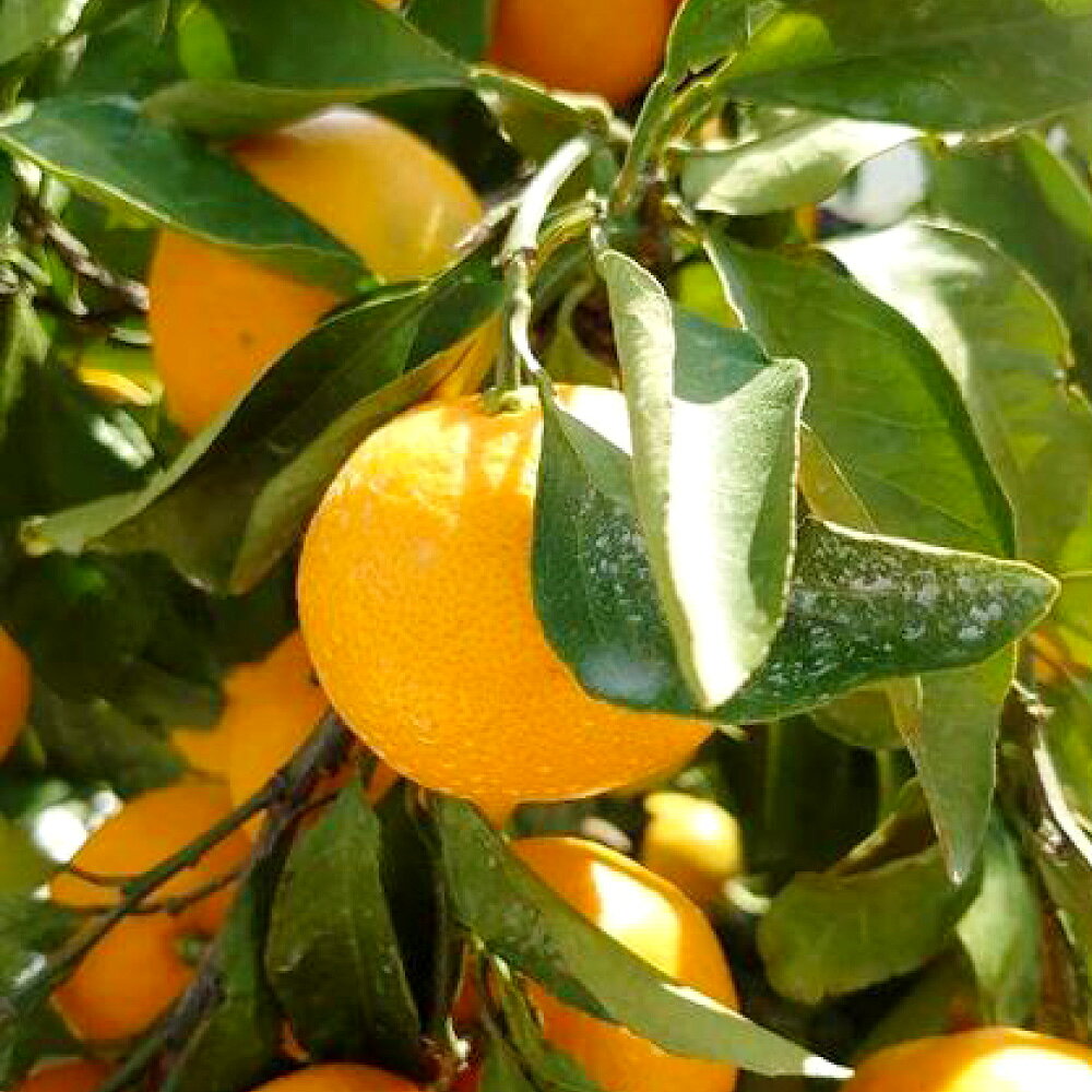 【ふるさと納税】長崎県産 晩生温州みかん 3S~Sサイズ 5kg 小みかん ミカン 蜜柑 青島 大津 フルーツ くだもの 果物 果実 柑橘類 青果 国産 九州 長崎県 長崎市 送料無料 【2026年1月上旬～2月下旬迄発送予定】 サムネイル3