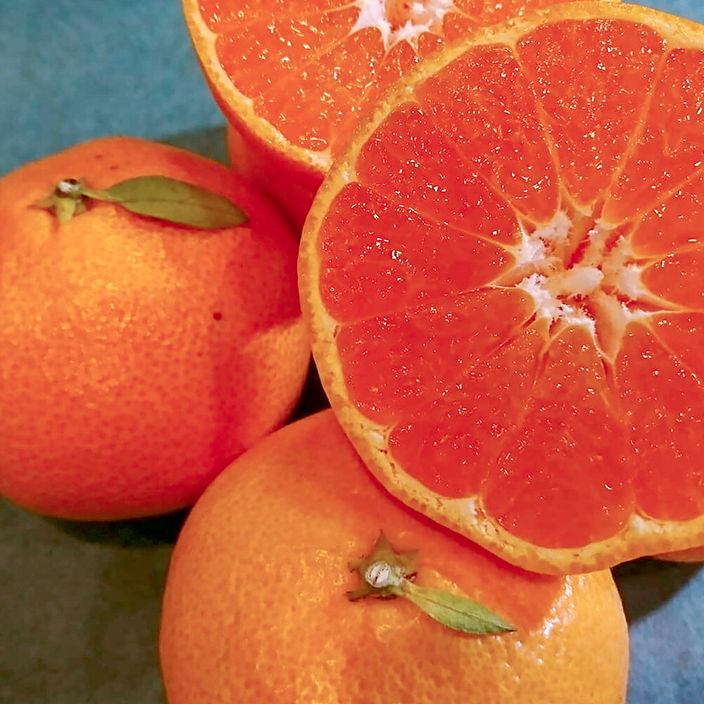 長崎県産 訳あり 伊木力系 温州みかん 10kg ミカン 蜜柑 フルーツ くだもの 果物 果実 柑橘類 青果 国産 九州 長崎県 長崎市 送料無料 【2025年11月下旬～12月下旬迄発送予定】