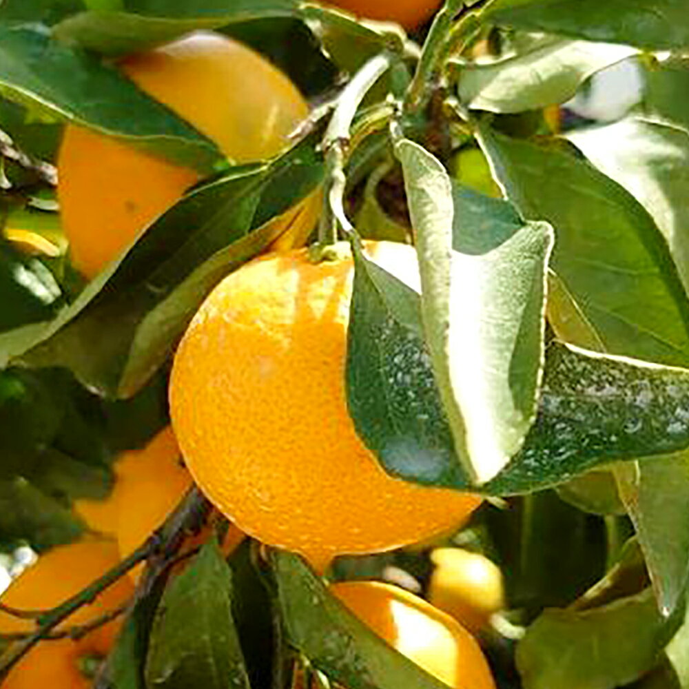 【ふるさと納税】長崎県産 訳あり 伊木力系 温州みかん 10kg ミカン 蜜柑 フルーツ くだもの 果物 果実 柑橘類 青果 国産 九州 長崎県 長崎市 送料無料 【2025年11月下旬～12月下旬迄発送予定】 サムネイル3