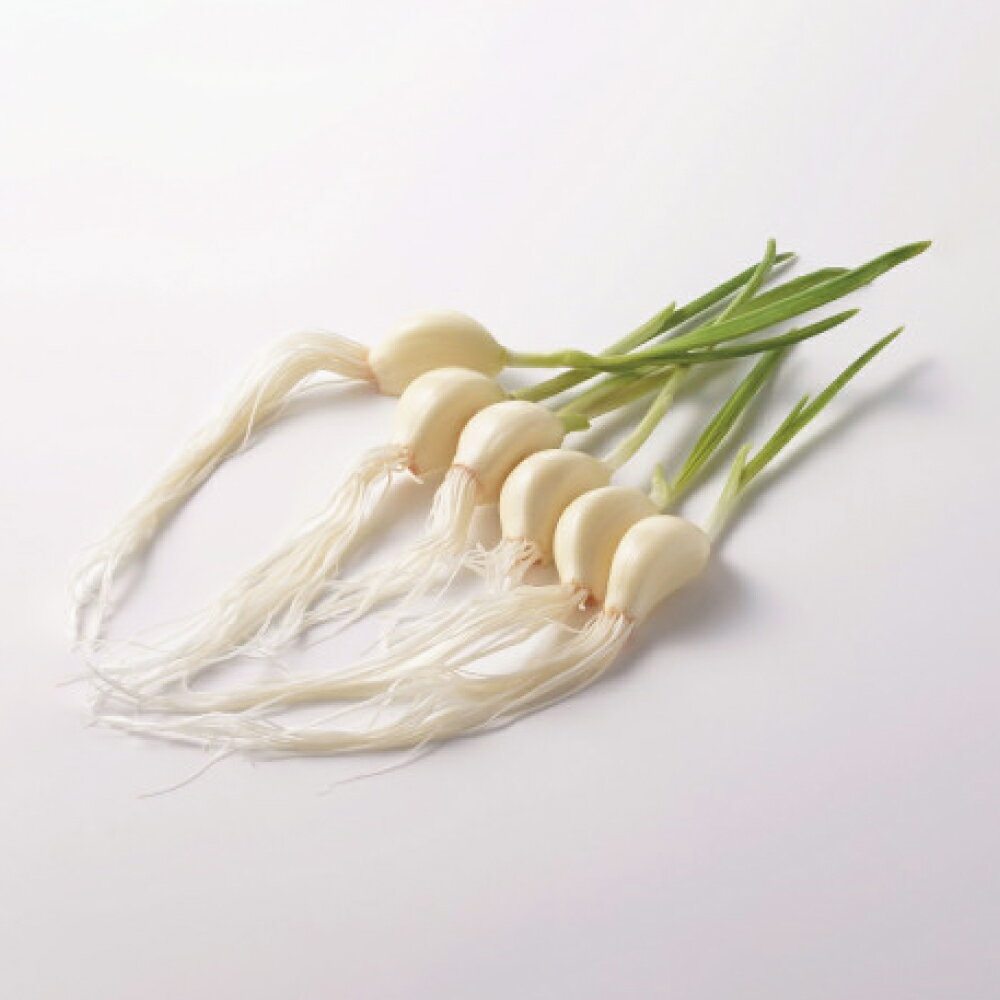 【ふるさと納税】長崎県産水耕栽培 スプラウト にんにく『にんにくマン』50gx10袋 合計500g 送料無料 ニンニク 発芽にんにく まるごと 鉄分 カルシウム ミネラル パワーアップ 酵素のちから 匂いが残りにくい 水耕栽培 長崎県 長崎市 - 画像2