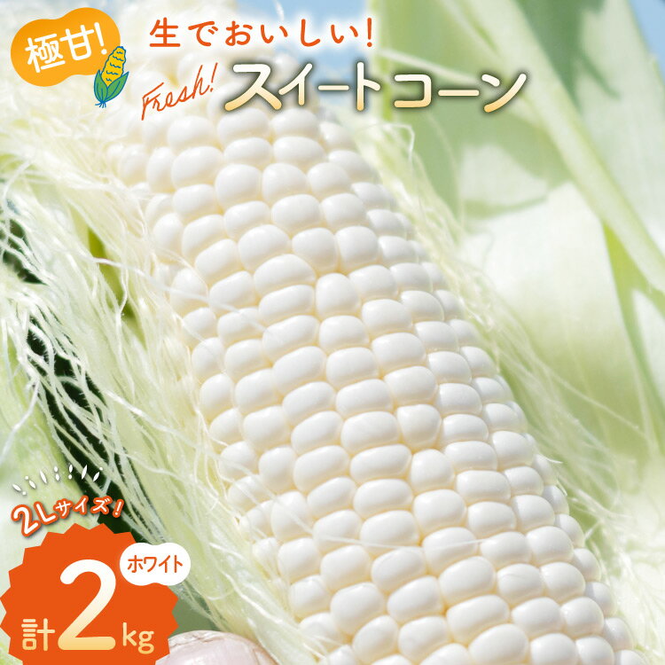AJ453【令和8年度出荷分】 とうもろこし スイートコーン ホワイト 2kg 5本 2Lサイズ [ トウモロコシ コーン ホワイトコーン 野菜 2キロ 春 さかいさんち SAKAI FARM 長崎県 島原市 ]