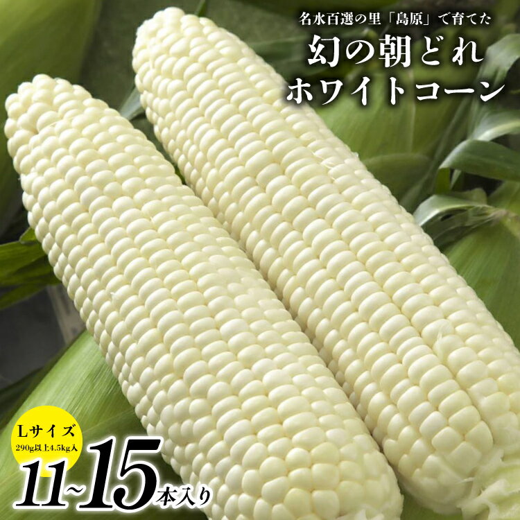 BE277 【令和8年度出荷分】6月中旬から出荷！ 幻の朝どれ ホワイトコーン L以上×11～15本セット 4.5kg ～名水百選の里 島原産～