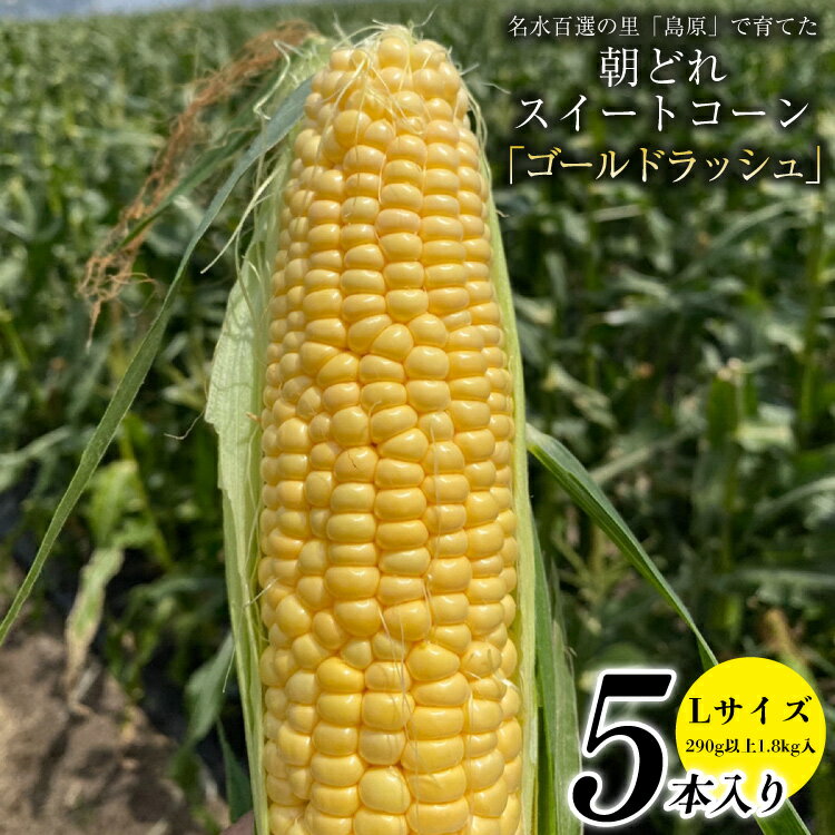 CE280【令和8年度出荷分】 5月下旬から出荷！ 朝どれ スイートコーン L×5本セット(1.8kg入)～名水百選の里 島原産～