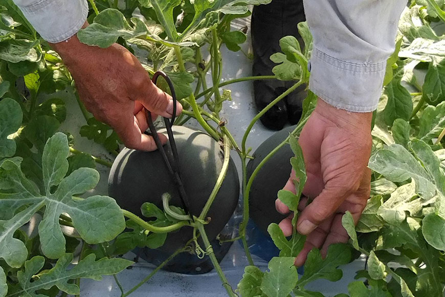 【ふるさと納税】 【令和8年度出荷分】BE275 黒小玉スイカ「ひとりじめBonBon」 5kg(1.7kg以上×2~3玉) ～名水百選の里 島原産～ [ Bunkou Farms 島原 合同会社 島原市 BE275 ] サムネイル3