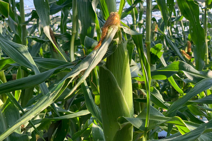 【ふるさと納税】 BE278 6月中旬から出荷！「幻の朝どれホワイトコーン！」 Lサイズ以上×5本 ～名水百選の里 島原産～ サムネイル3