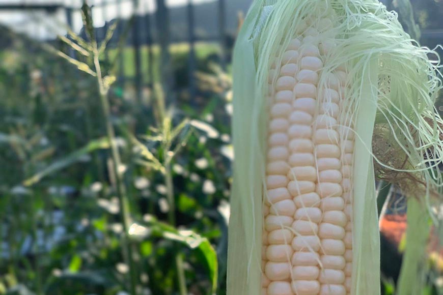 【ふるさと納税】 BE278 6月中旬から出荷！「幻の朝どれホワイトコーン！」 Lサイズ以上×5本 ～名水百選の里 島原産～ サムネイル2