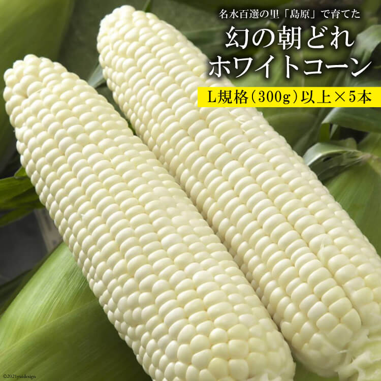 BE278 6月中旬から出荷！「幻の朝どれホワイトコーン！」 Lサイズ以上×5本 ～名水百選の里 島原産～