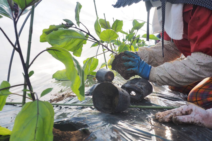 【ふるさと納税】 BF003【令和8年度出荷分】皮までおいしい！島原 大長ナス 3kg [ なす ナス 茄子 なすび 野菜 長ナス 天ぷら 焼き茄子 味噌汁 産地直送 長崎県 島原市 ] - 画像3