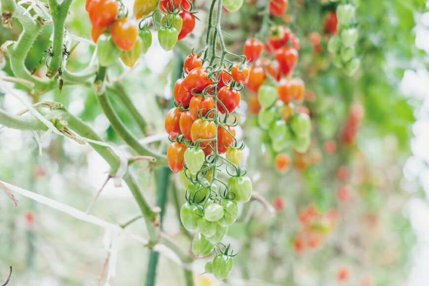 【ふるさと納税】 AF015 朝採れミニトマト トマトベリー たっぷり！1kg [トマト ミニトマト 1キロ 春 山口農園 長崎県 島原市] - 画像3