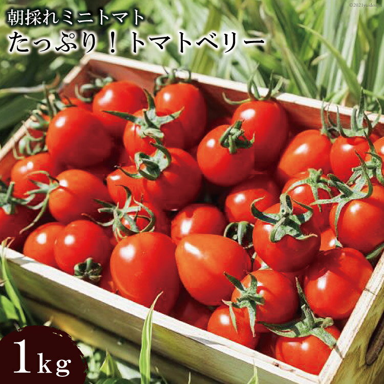 AF015 朝採れミニトマト トマトベリー たっぷり！1kg [トマト ミニトマト 1キロ 春 山口農園 長崎県 島原市]