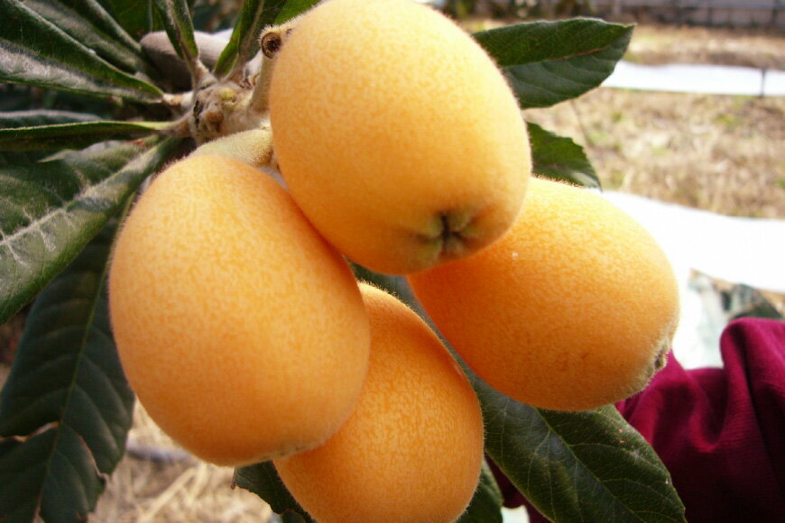 【ふるさと納税】 AF221【令和8年度出荷分】果汁たっぷり！川田さん家の温室栽培びわ 1kg [びわ ビワ フルーツ 果物 長崎県 島原市] サムネイル2