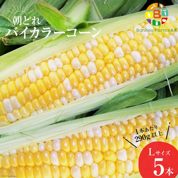 AG033　【令和8年度出荷分】5月から出荷！「朝どれバイカラーコーン！」L×5本セット 春