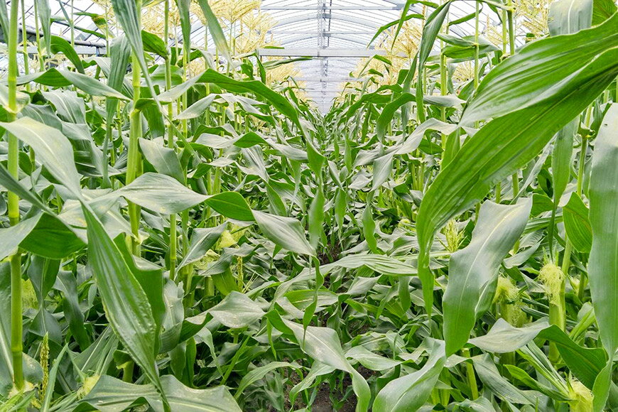 【ふるさと納税】 AG033　【令和8年度出荷分】5月から出荷！「朝どれバイカラーコーン！」L×5本セット 春 - 画像3