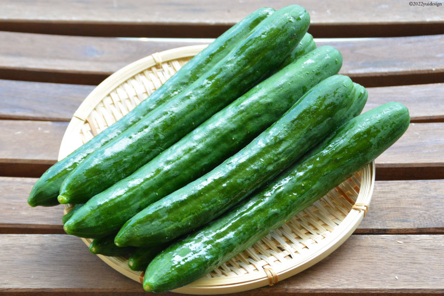 【ふるさと納税】AG063【令和8年度出荷分】【秀品】新鮮 朝採りきゅうり 2kg以上 [ きゅうり 野菜 サラダ 漬物 酢の物 長崎県 島原市 ] - 画像2