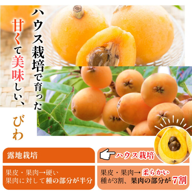 【ふるさと納税】 AH093 【期間限定発送】長崎県産 ハウスびわ 約500g 化粧箱入り [ フルーツ 果物 くだもの びわ ビワ 枇杷 数量限定 季節限定 初夏 冷蔵 長崎県 島原市 ] サムネイル2