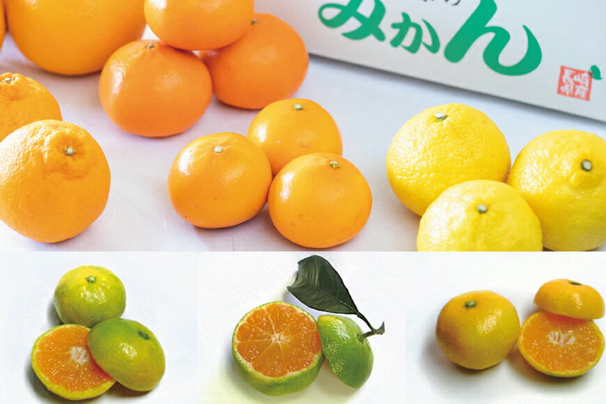 【ふるさと納税】 CA040 雲仙普賢岳の風が育む みかんセット 12kg [みかん ミカン 旬 12キロ 長崎県 島原市] サムネイル3