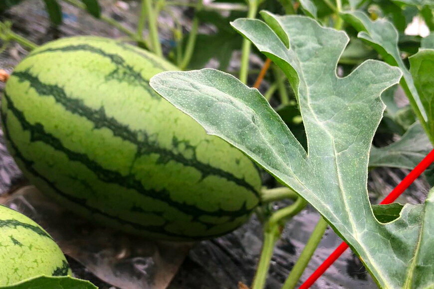 【ふるさと納税】 BE276【令和8年度出荷分】小玉スイカ「うり坊」5kg（1.7kg以上×2〜3玉） サムネイル2