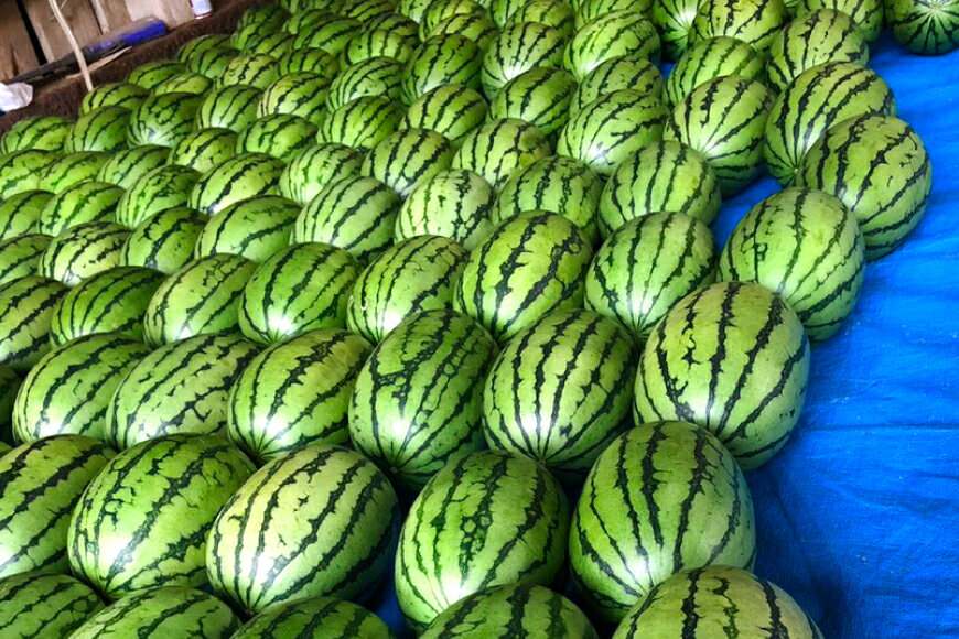 【ふるさと納税】 BE276【令和8年度出荷分】小玉スイカ「うり坊」5kg（1.7kg以上×2〜3玉） サムネイル3