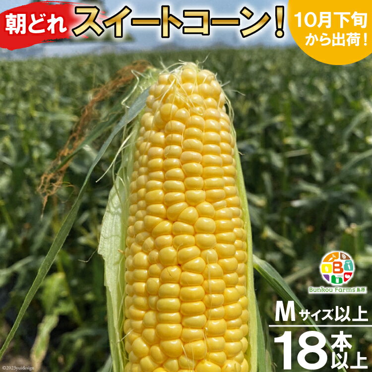 BF109 10月下旬から出荷！「朝どれスイートコーン！」Mサイズ以上×18本以上【全国的にも珍しい秋季出荷】