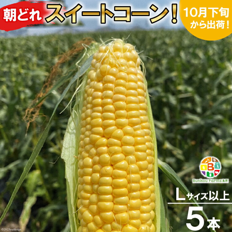 BF110 10月下旬から出荷！「朝どれスイートコーン！」Lサイズ以上×5本セット【全国的にも珍しい秋季出荷】 【とうもろこし スイートコーン 秋出荷 野菜 長崎 長崎県 島原市 送料無料】