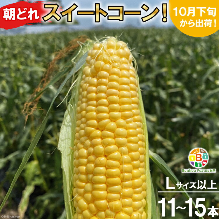 BF111 10月下旬から出荷！「朝どれスイートコーン！」Lサイズ以上×11～15本セット【全国的にも珍しい秋季出荷】