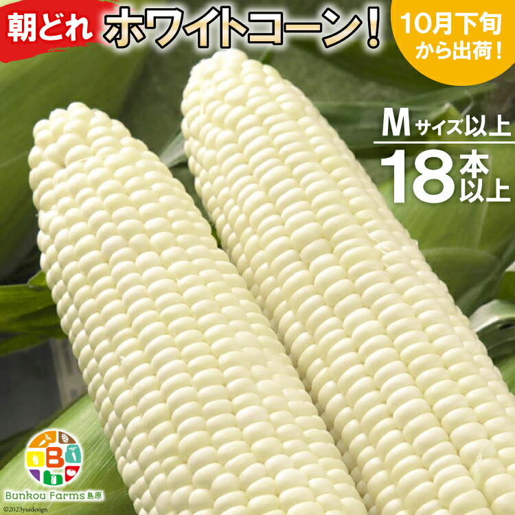 BF112 10月下旬から出荷！「幻の朝どれホワイトコーン！」Mサイズ以上×18本以上【全国的にも珍しい秋季出荷】