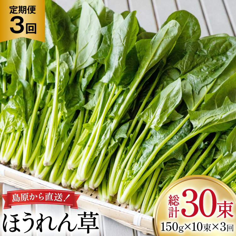 AI323 定期便 3回 ほうれん草 10束 [ 野菜 ホウレン草 やさい ホウレンソウ 冷蔵 葉物野菜 田中農園 長崎県 島原市 ]