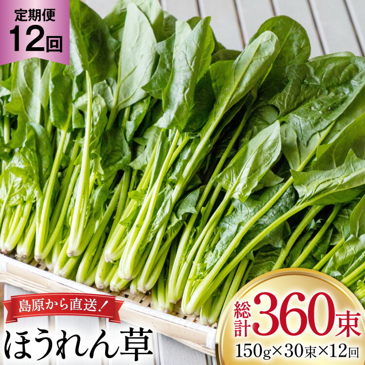 AI328 定期便 12回 ほうれん草 30束 [ 野菜 ホウレン草 やさい ホウレンソウ 冷蔵 葉物野菜 田中農園 長崎県 島原市 ]