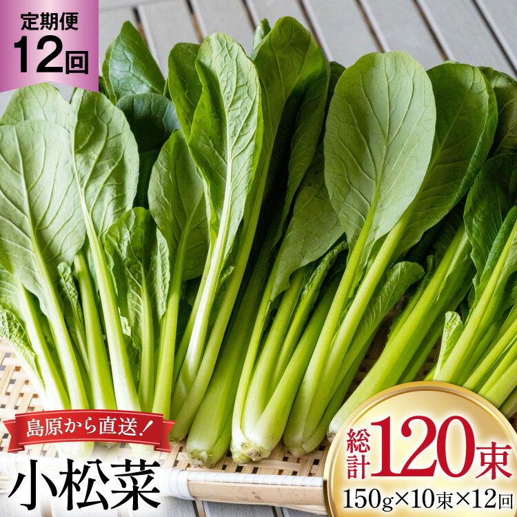 AI331 定期便 12回 小松菜 10束 [ 野菜 こまつな やさい 冷蔵 葉物野菜 田中農園 長崎県 島原市 ]