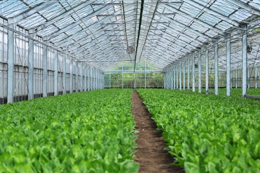 【ふるさと納税】 AI332 定期便 3回 小松菜 30束 [ 野菜 こまつな やさい 冷蔵 葉物野菜 田中農園 長崎県 島原市 ] - 画像3